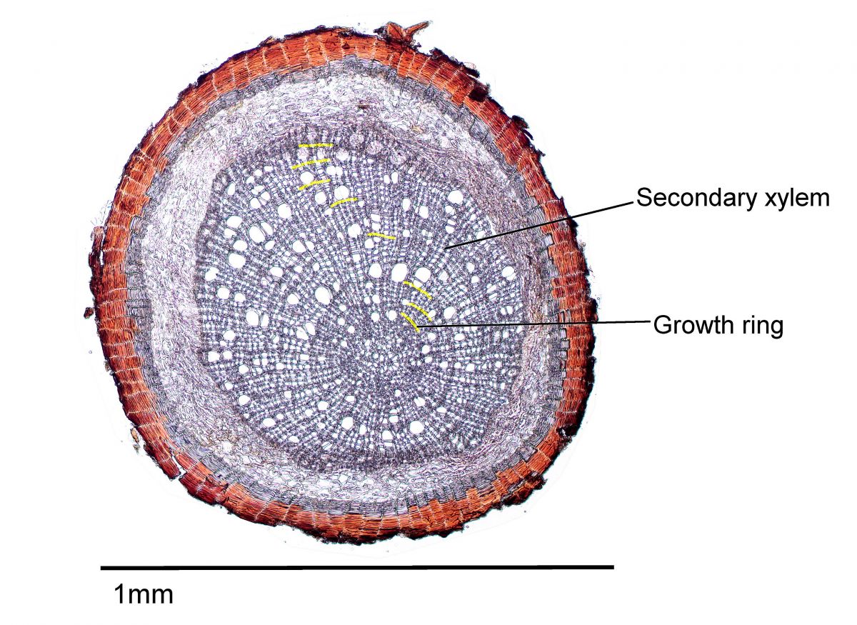 Dieser Querschnitt zeigt die Feinwurzel einer Birke aus der subarktischen Region.