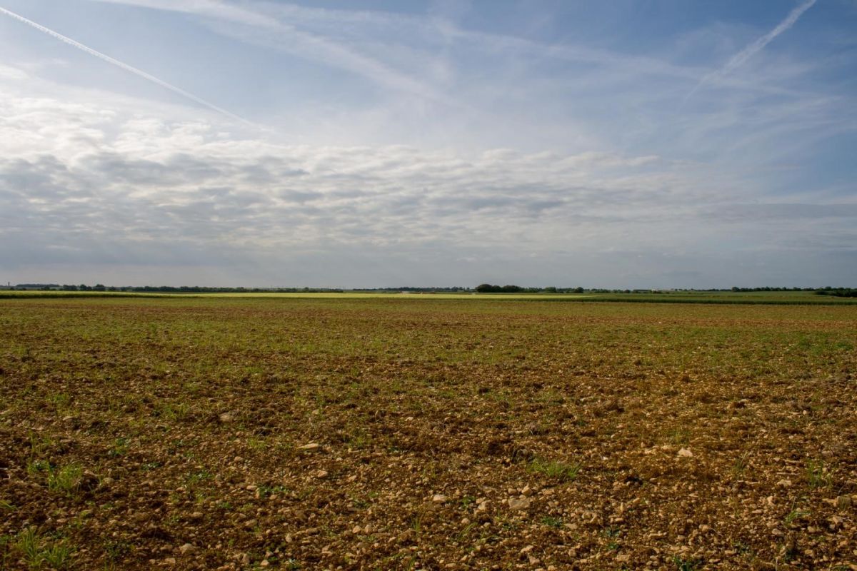 Artenarmut: So sieht intensiv genutztes Agrarland in Zentral-Europa aus. (Bildquelle: © Christoph Scherber) 