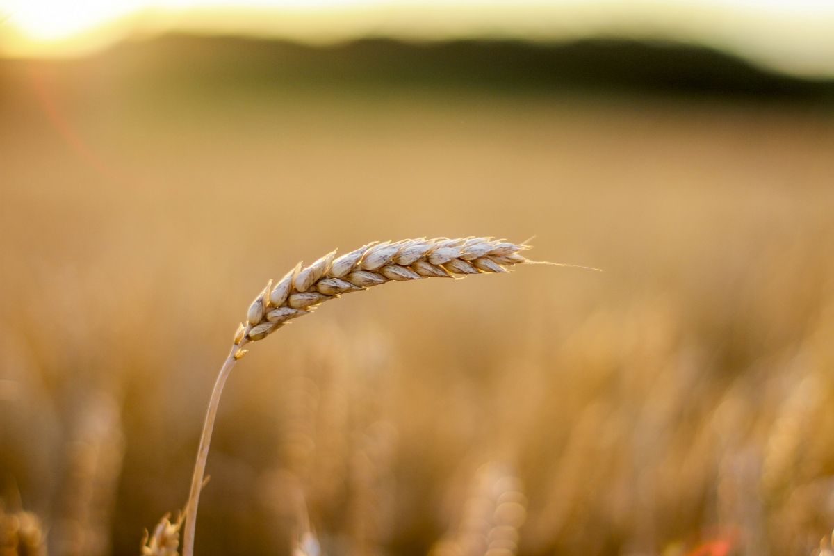 Weizen ist das weltweit am häufigsten angebaute Getreide weltweit. (Bildquelle: © pixabay; CC0)
