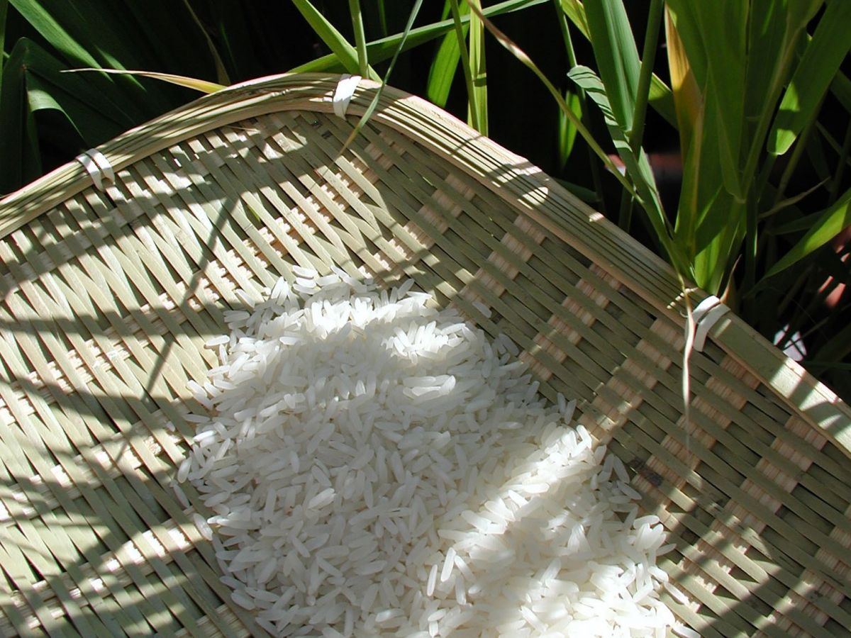Forscher fanden in einer Subpopulation von Reis ein Gen, welches die Phosphoraufnahme verbessert. (Quelle: © cameraobscura / pixelio.de)