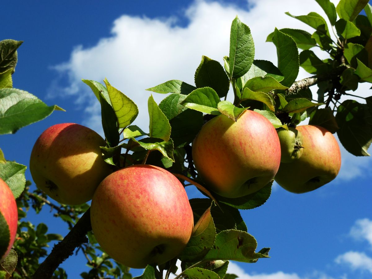 Beliebtes Obst: In Deutschland wurden 2012 auf 31.640 Hektar Fläche über 970.000 Tonnen Äpfel geerntet (Statistisches Bundesamt).
