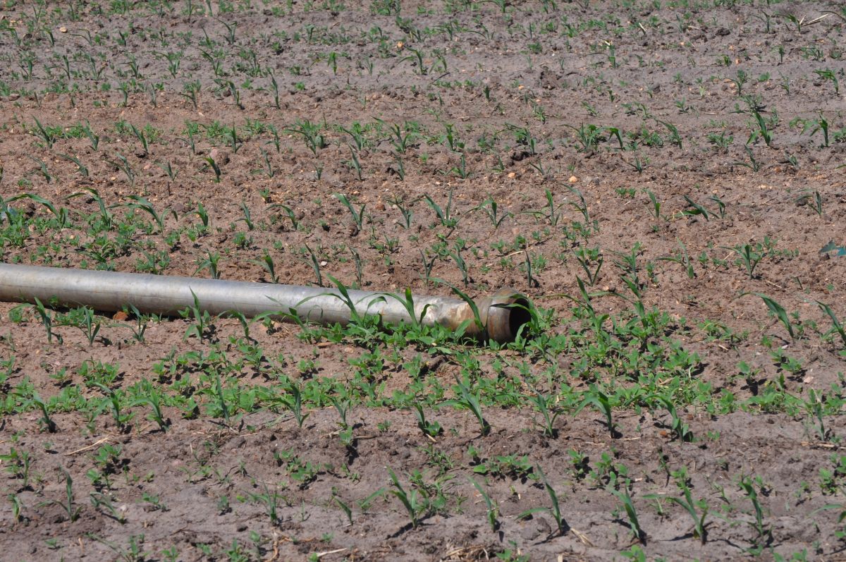 Klimawandel: In manchen Regionen wird der Wassermangel den Anbau von Nahrungspflanzen unmöglich machen. (Bildquelle: © Maret Hosemann/ pixelio.de)