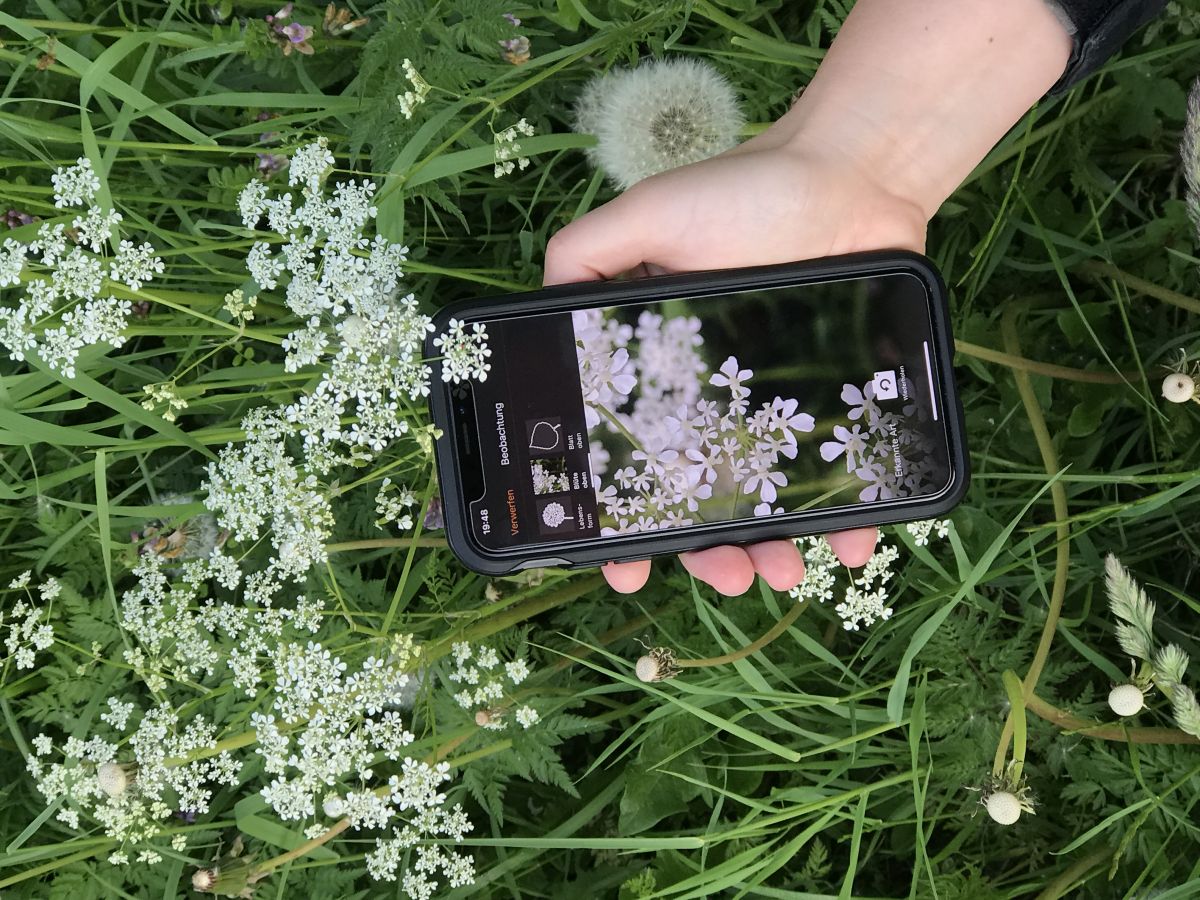 Mit der App FLORA incognita kann nun jeder die Pflanzen in seiner Umgebung bestimmen. (Bildquelle: © TU Ilmenau/Patrick Mäder)