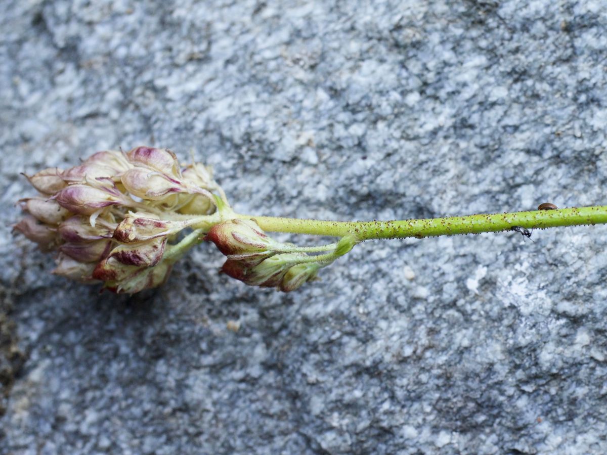 Triantha occidentalis zählt nun zu den Kanivoren. (Bildquelle: © Qianshi Lin)