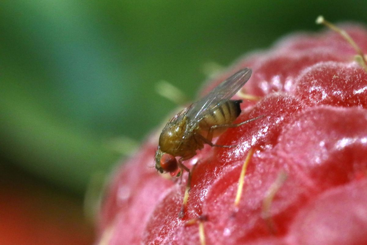 In den letzten 10 Jahren hat die Kirschessigfliege (Drosophila suzukii) hohe Ernteschäden an Beeren und anderen Obstarten verursacht. (Bildquelle: © Michelle Bui, UC San Diego)