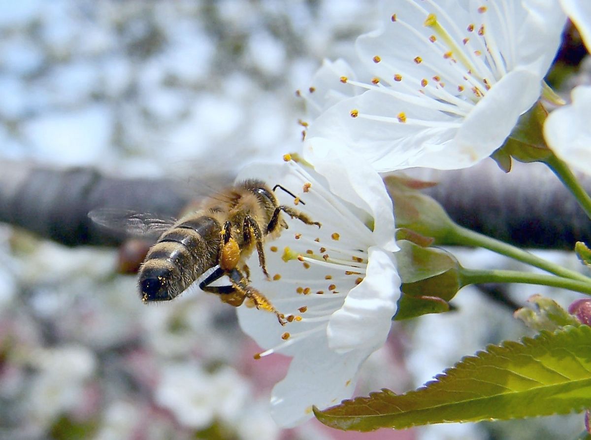 Bienen übertragen die Pollen auf die weiblichen Blütenteile. Nutzpflanzen, die von Bestäubung abhängig sind, liefern einen großen Teil der globalen Vorräte an Mikronährstoffen. (Bildquelle: © Verena N. / pixelio.de)