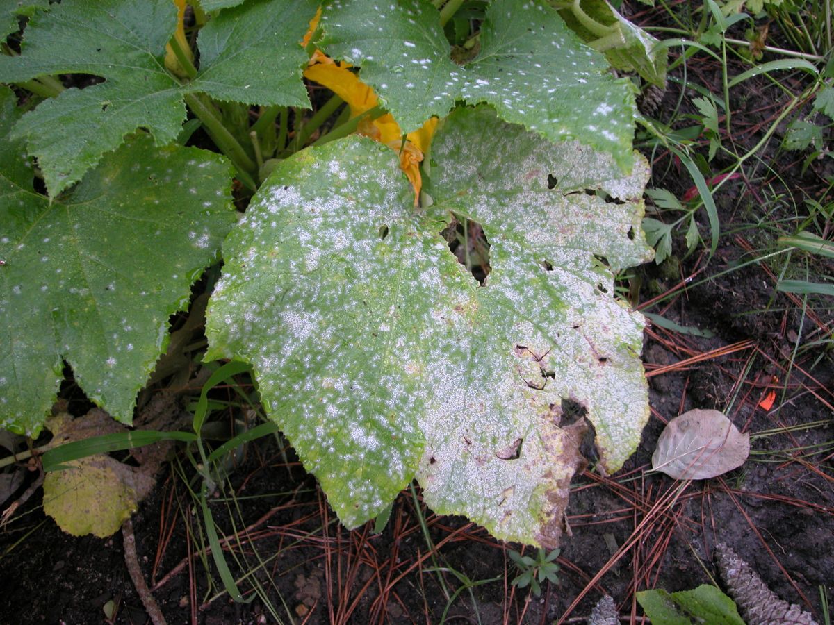 Charakteristisch für den Echten Mehltau (Erysiphaceae) ist der weißliche Belag auf der Blattoberfläche der Pflanzen, der leicht abwischbar ist. (Bildquelle: © Pollinator/wikimedia.org; CC BY 3.0)
 - Erysiphaceae	