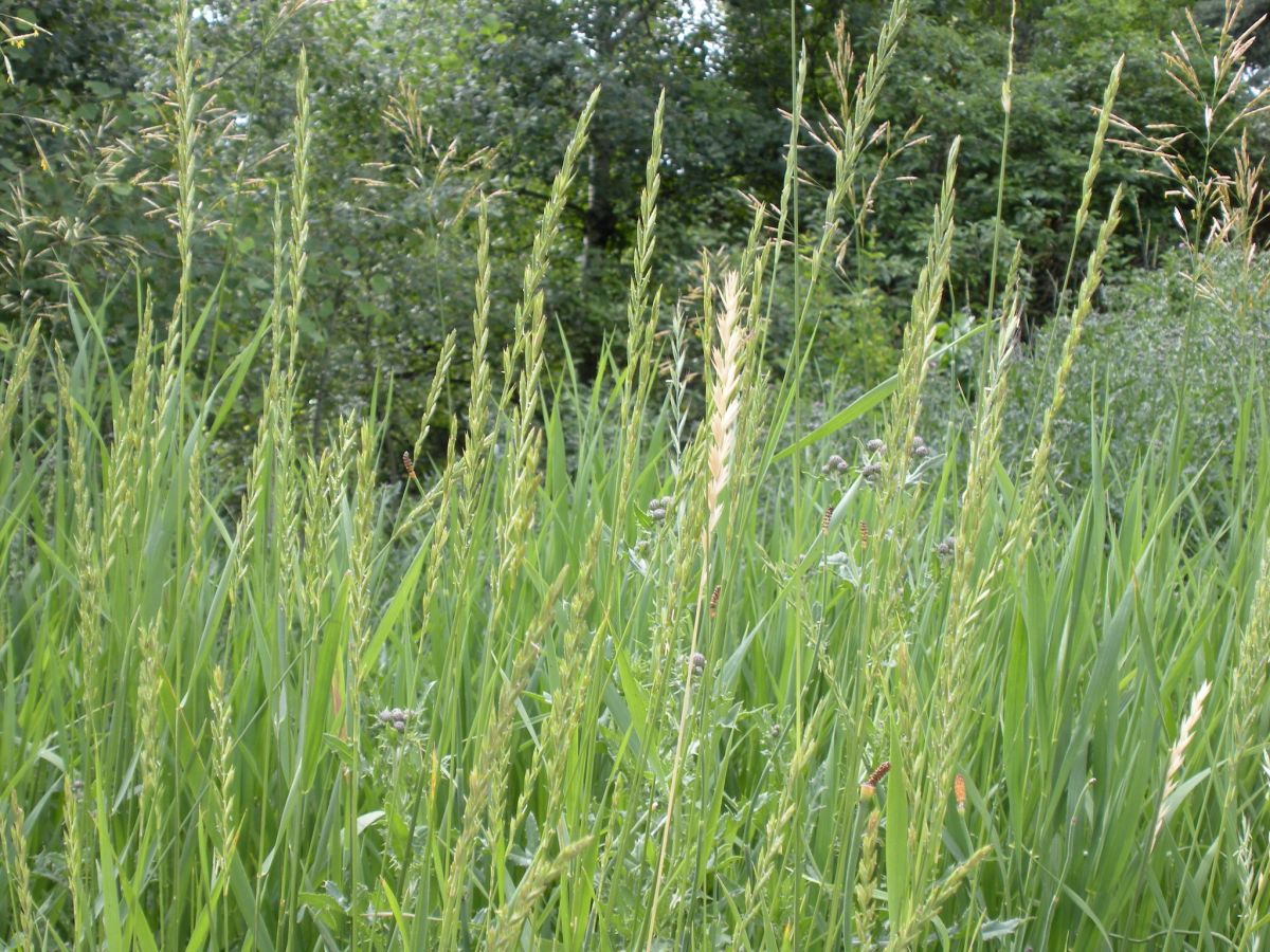 Wildwachsende Grasarten wie die Quecke könnten in Zukunft vielleicht zu ertragreichen Getreiden werden.
