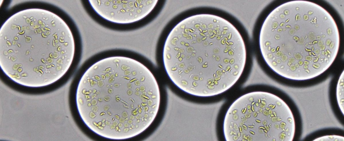 Die Mikrotröpfchen haben einen Durchmesser von ungefähr 90 Mikrometern. Sie beinhalten Spinat-Thylakoidmembranen sowie die notwendigen Enzyme für den CETCH-Zyklus. (Bildquelle: © MPI f. terrestrische Mikrobiologe/Erb)