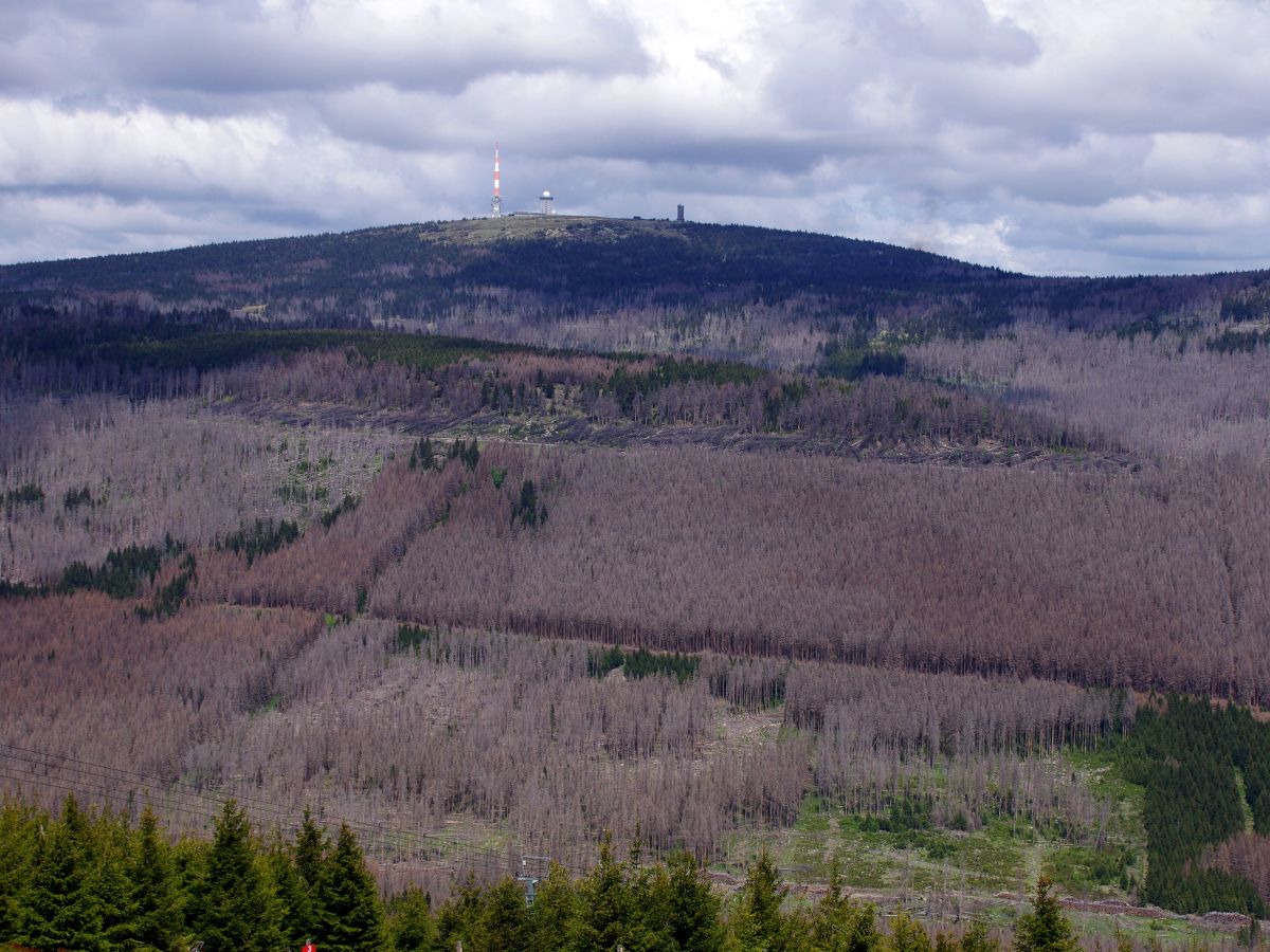 Waldsterben am Brocken, dem höchste Berg im Harz (1141 Meter). Der „Silberwald“ besteht nur noch aus toten Fichten. Dafür haben Orkane, Dürresommer und der Borkenkäfer gesorgt.
