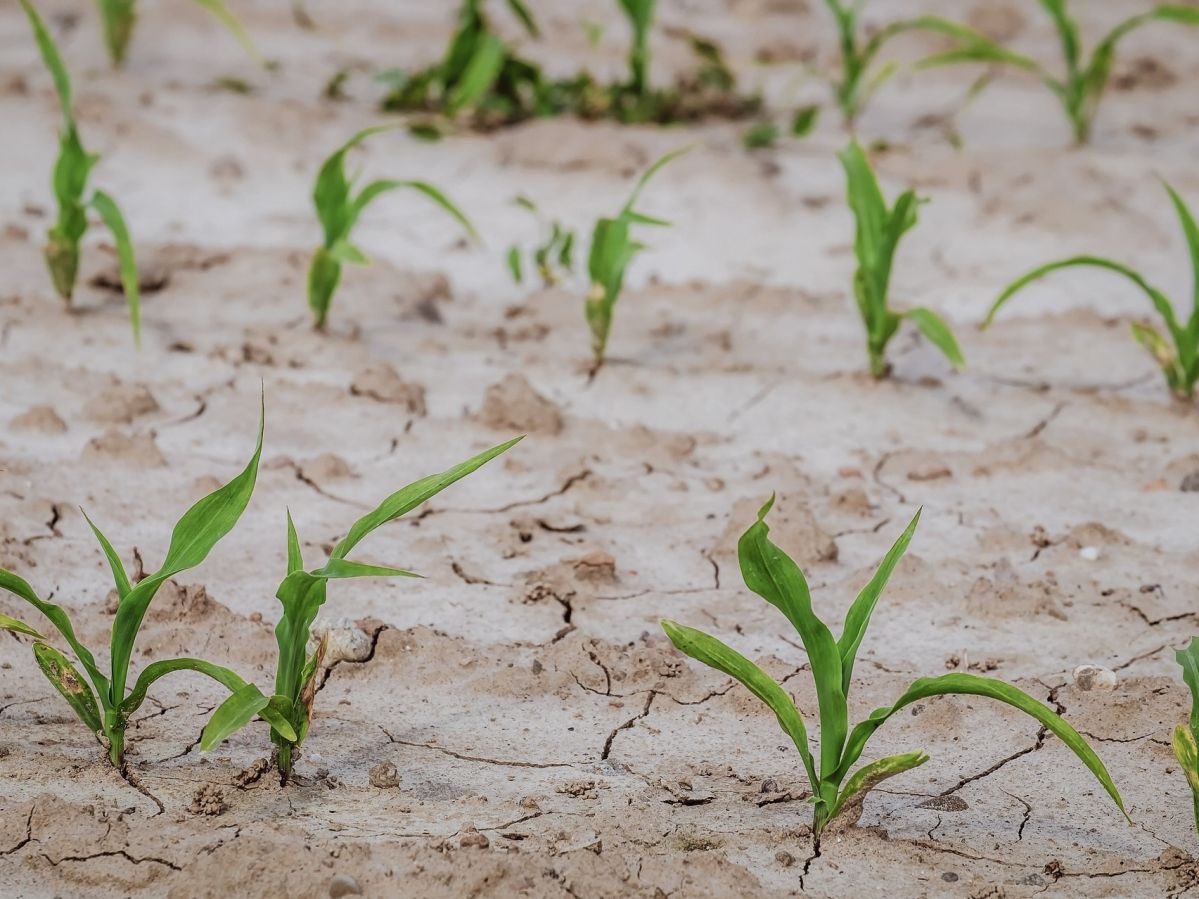 Dürre wird immer häufiger zu einem Problem in der Landwirtschaft, wie hier auf einem Maisfeld.
