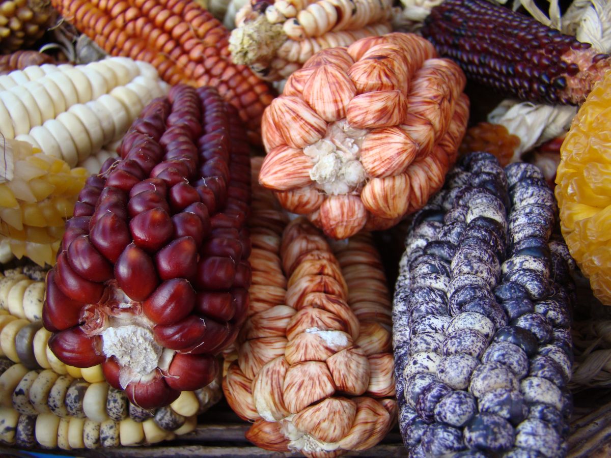 Maissorten aus der Nähe von Cusco und Machu Picchu in Peru. (Bildquelle: © Fabio de Oliveira Freitas)