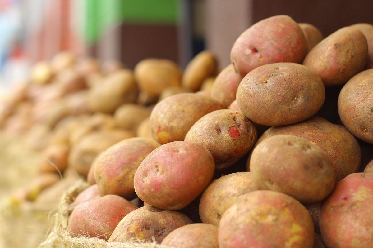 Nach Reis, Mais und Weizen ist die Kartoffel rein mengenmäßig das viertwichtigste Grundnahrungsmittel weltweit. (Bildquelle: © pixabay; CC0)