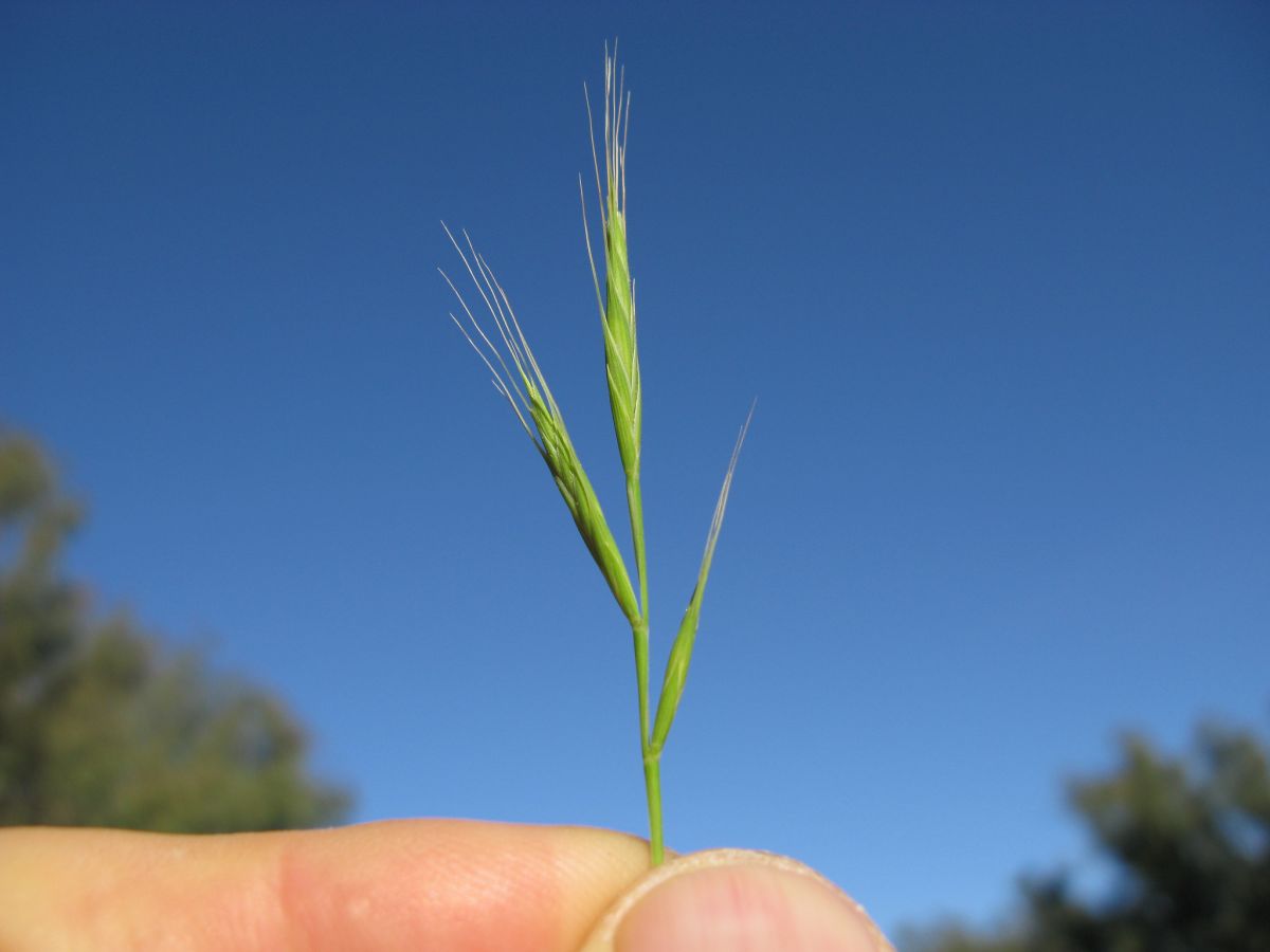 Ausgehend von bekannten Genen auf Chromosomen von Reis, Gerste und der hier abgebildeten Zwenke (Brachypodium distachyon), konnte ein Forschungsteam jetzt eine Genmutation identifizieren, die beim Weizen eine männliche Sterilität bewirkt: Das Gen Ms1.