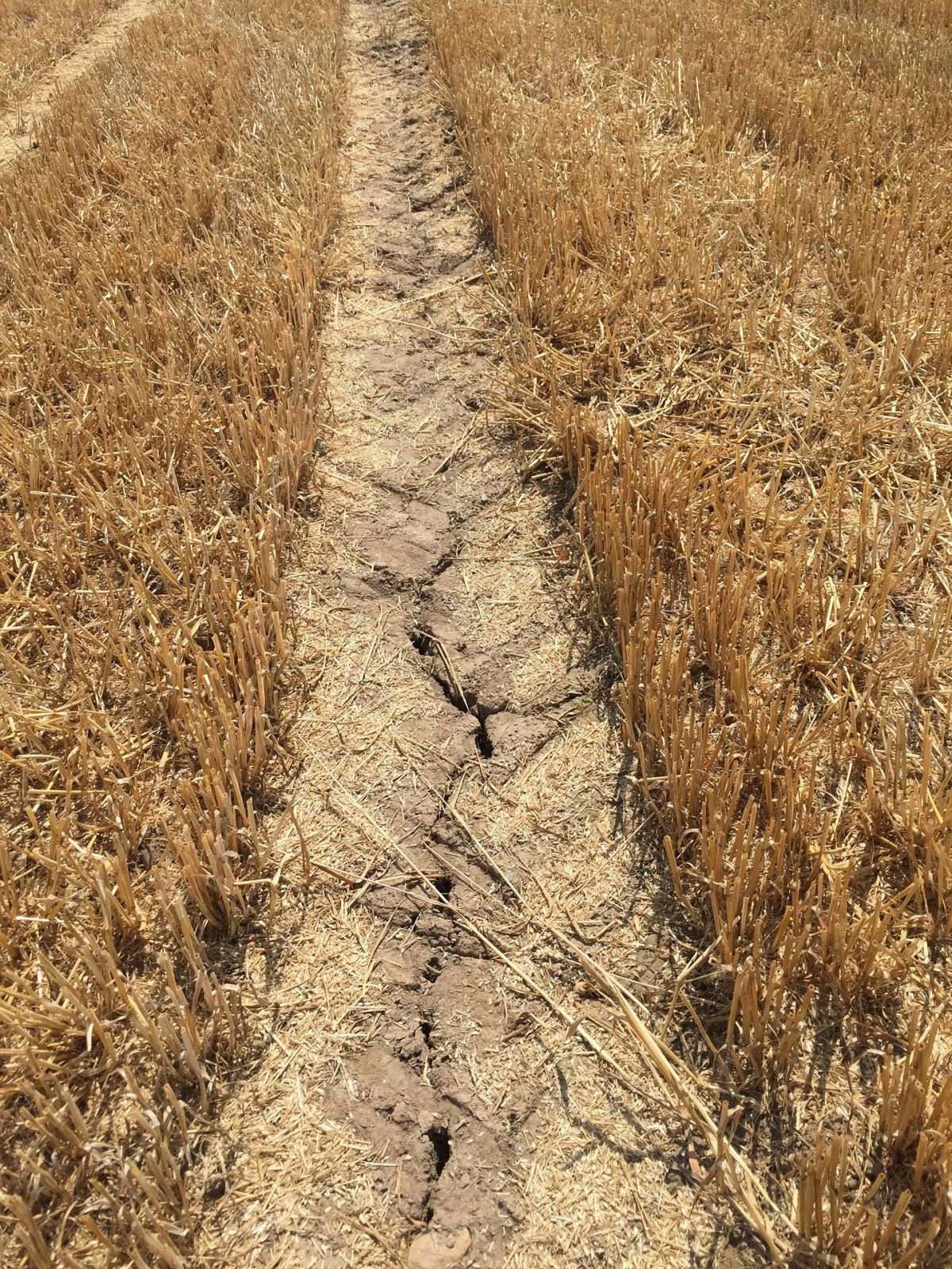 Anhaltende Trockenheit ist auch in der Landwirtschaft eine Problem - nicht überall ist eine künstliche Bewässerung möglich und zudem wird Wasser zunehmend knapper.
