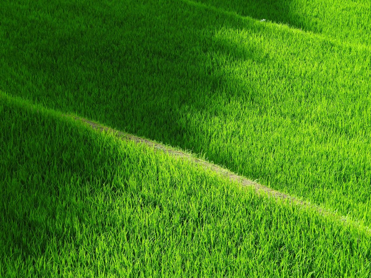 Licht und Schatten auf einem Reisfeld. (Bildquelle: © Kohji Asakawa/Pixabay/CC0)