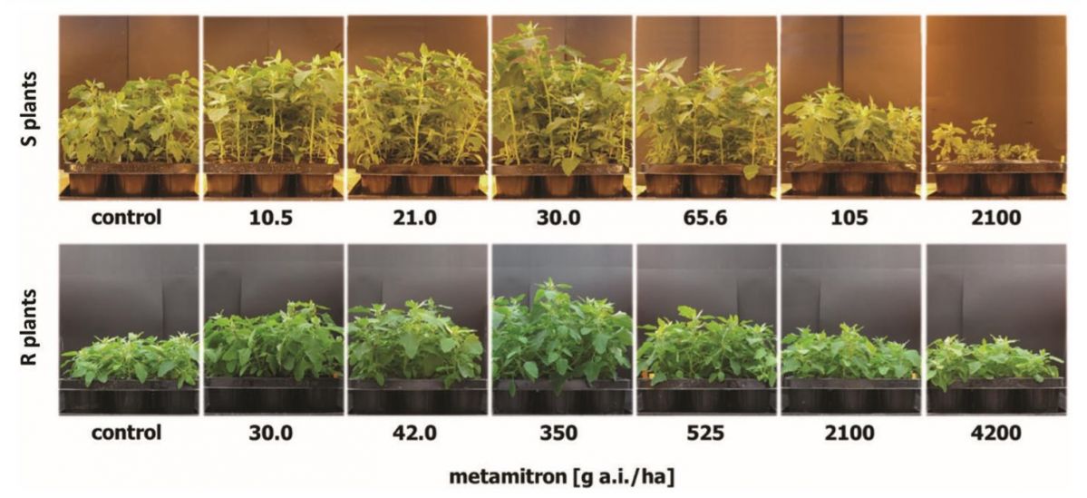 Hier wurden Gänsefuß-Pflanzen mit verschiedenen Konzentrationen des Pflanzenschutzmittelwirkstoffs Metamitron behandelt.
