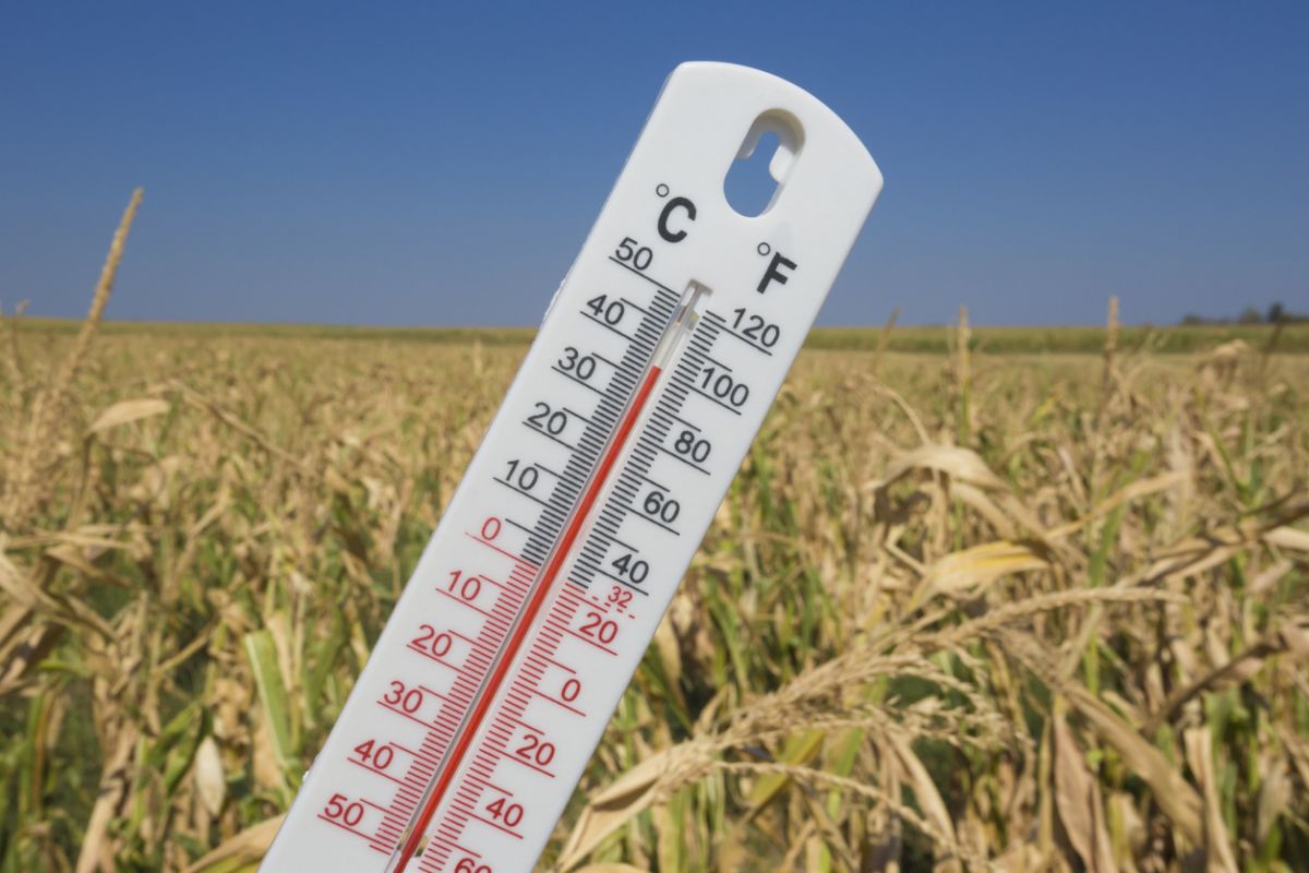 Viele wichtige Nahrungspflanzen reagieren überaus sensibel auf steigende Temperaturen. (Bildquelle: © iStock.com/Marccophoto)