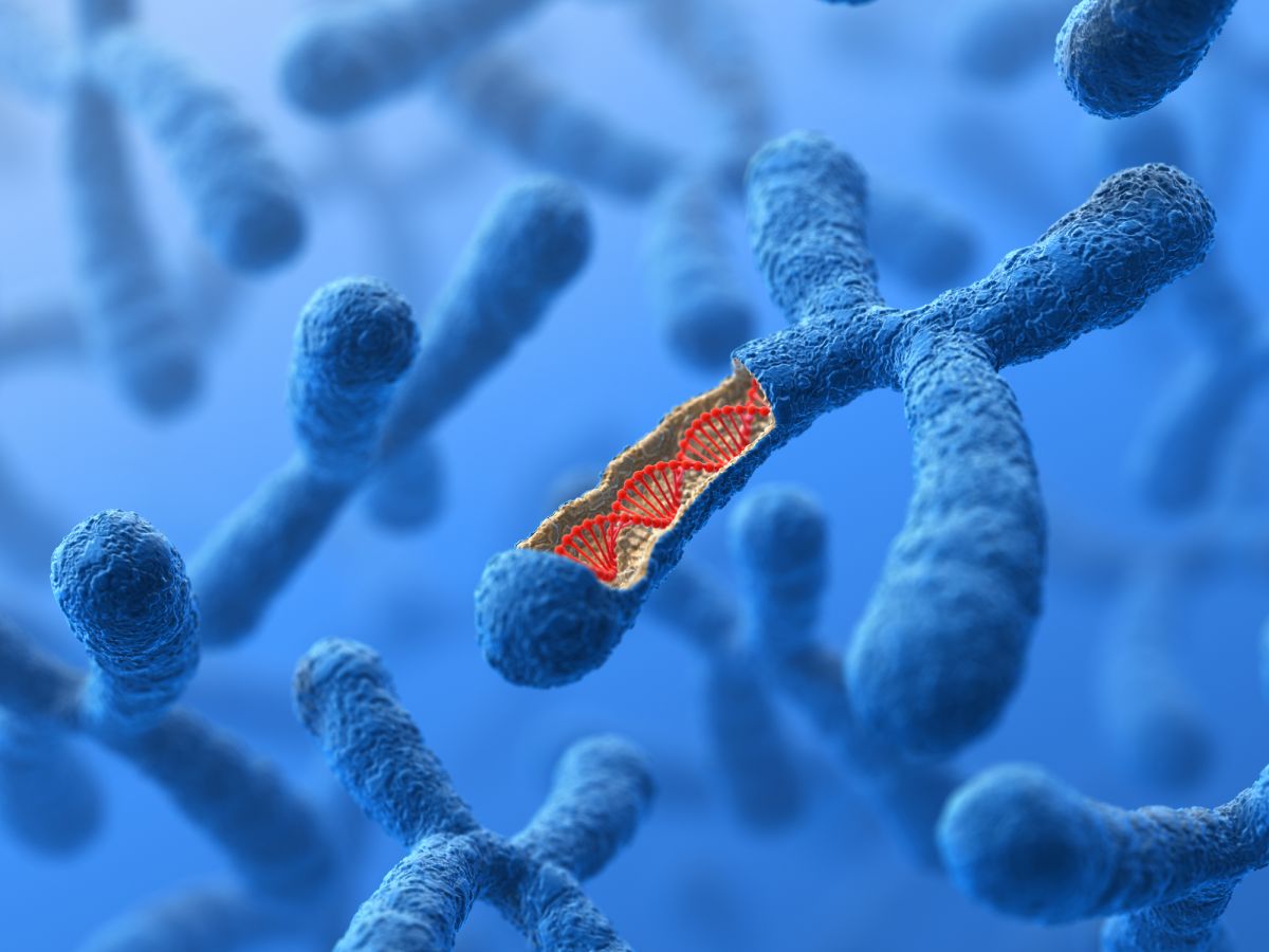 Chromosomen sind in einer bestimmten Struktur angeordnete Makromoleküle aus DNA. Mittlerweile ist „Chromosome Engineering“ möglich. (Bildquelle: © iStock.com/BlackJack3D)