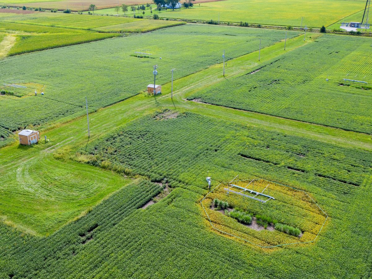 "SoyFACE": In dieser FACE-Anlage werden an der Universität von Illinois die Auswirkungen steigender Kohlendioxidkonzentrationen auf Sojabohnensorten getestet. 
