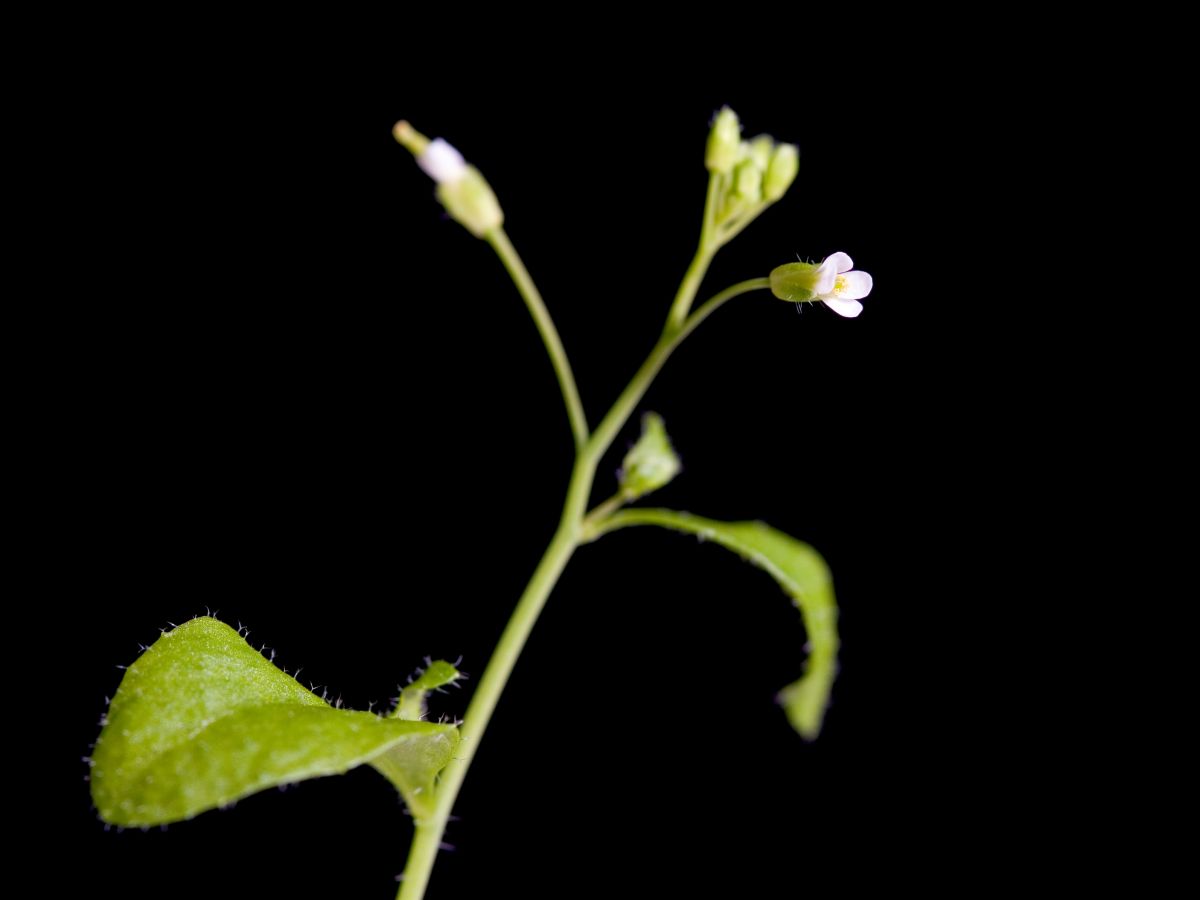 Pflanzen müssen erst ein bestimmtes Alter erreichen, um Blüten ausbilden zu können. (Bildquelle: © iStock.com/dra_schwartz)