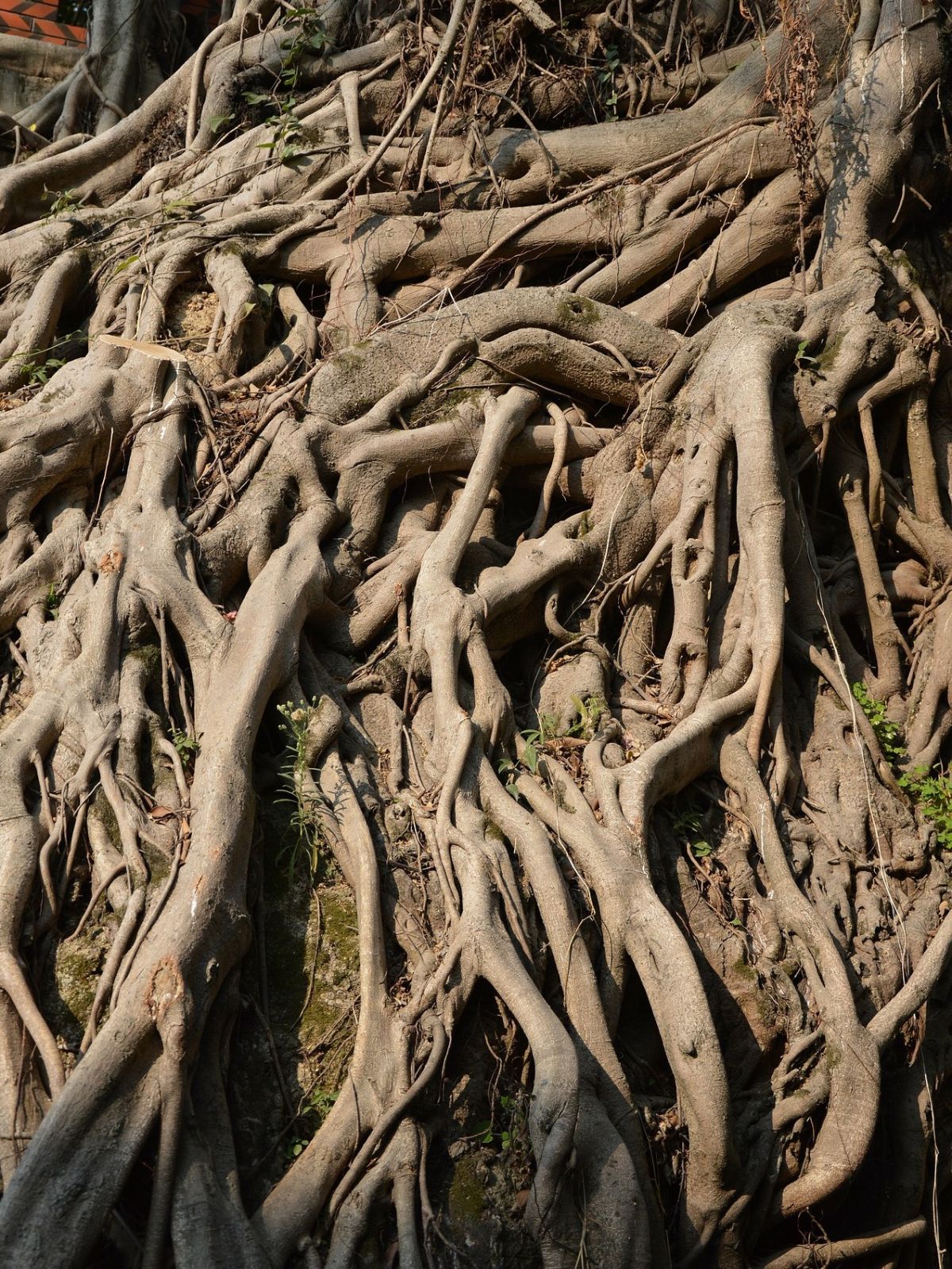 Die meisten Wurzeln des Feigenbaums sollen lediglich den Stamm auf harten Untergrund stabilisieren. Doch eine Wurzel wächst senkrecht in den Boden, um Grundwasser in großer Tiefe anzuzapfen.
