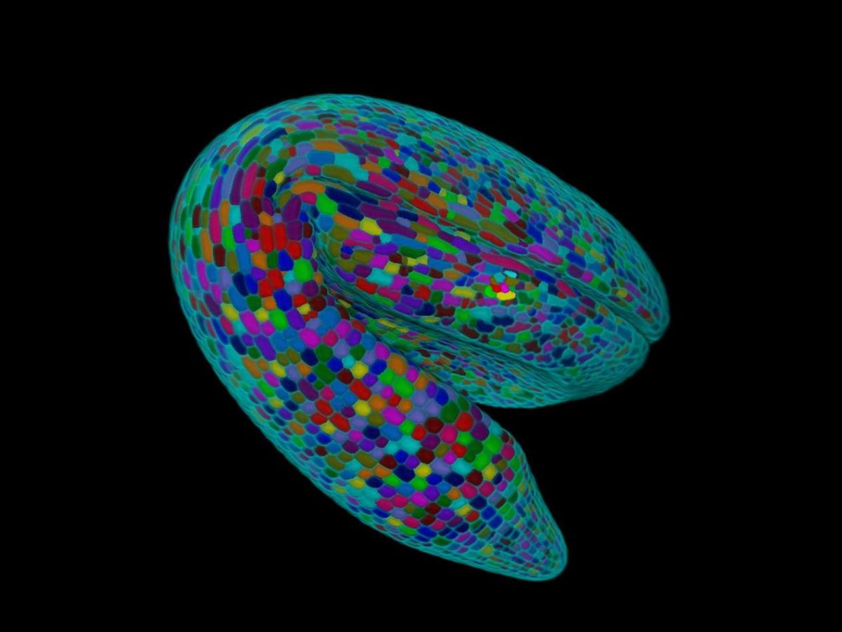 Eine 3D-Rekonstruktion eines Arabidopsis-Embryos. Verschiedene Farben werden verwendet, um unterschiedliche Zellen zu kennzeichnen.
