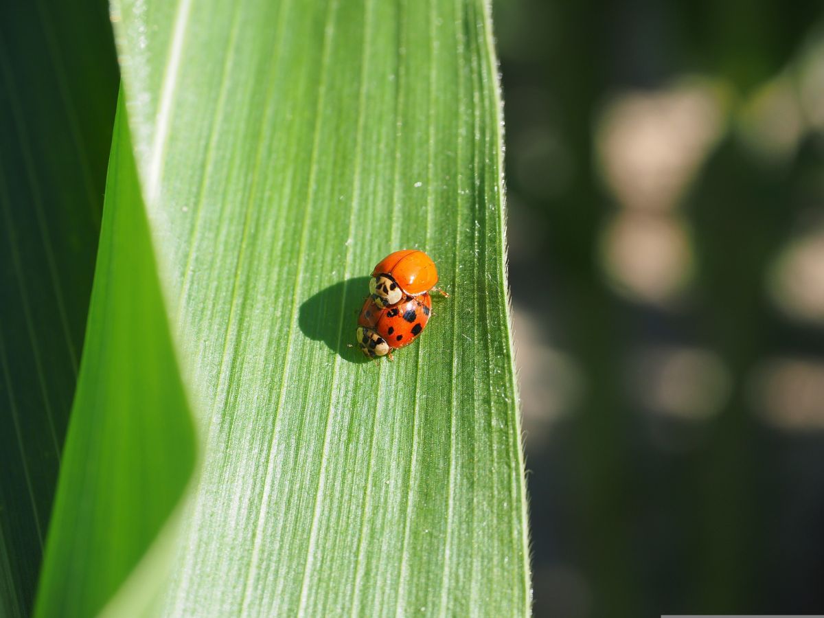 Marienkäfer scheinen vom Bt-Mais zu profitieren. Auf Bt-Maisfeldern waren die Populationen von Insekten und Spinnen größer als auf Feldern, die mit chemischen Pflanzenschutzmitteln behandelt wurden.
