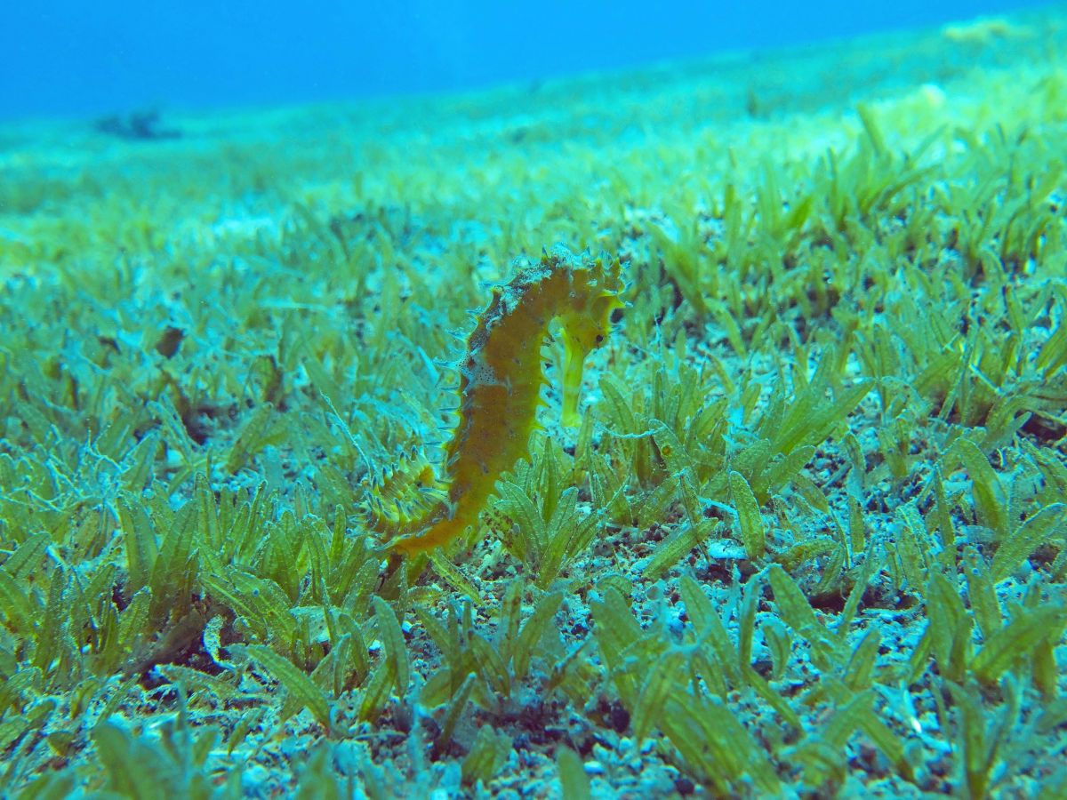 Die kleinwüchsige invasive Seegrasart Halophila stipulacea. Die Ausbreitung von dieser Art kann die Funktion der Seegras-Ökosysteme im Mittelmeer stören und die Kohlenstoffbindungskapazität mindern.
