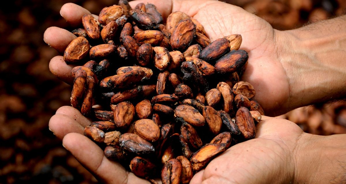 Einige Arbeitsschritte vor der fertigen Tafel Schokolade: Die Kakaobohnen müssen zunächst fermentiert, getrocknet und geröstet werden.