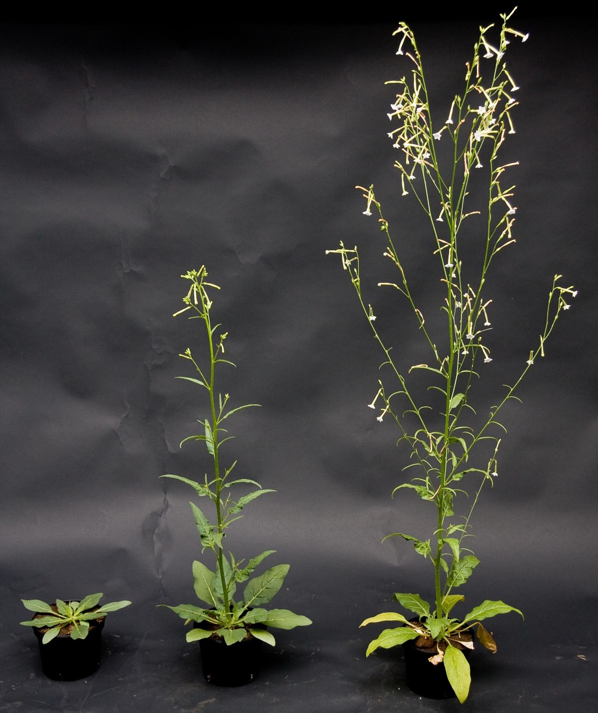 Eine Studie konnte zeigen, dass die Verteidigung vom Entwicklungsstadium der Pflanzen abhängt. Hier abgebildet: Drei unterschiedliche Entwicklungsstadien der Versuchspflanze Nicotiana attenuata.