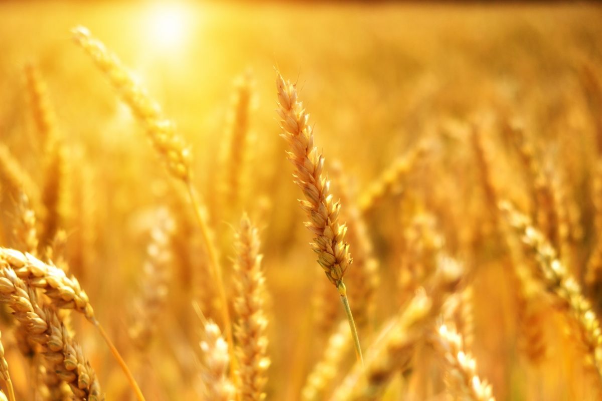 Anbau und Ernte von Weizen könnte in Zukunft stark durch Hitzewellen beeinträchtigt werden.