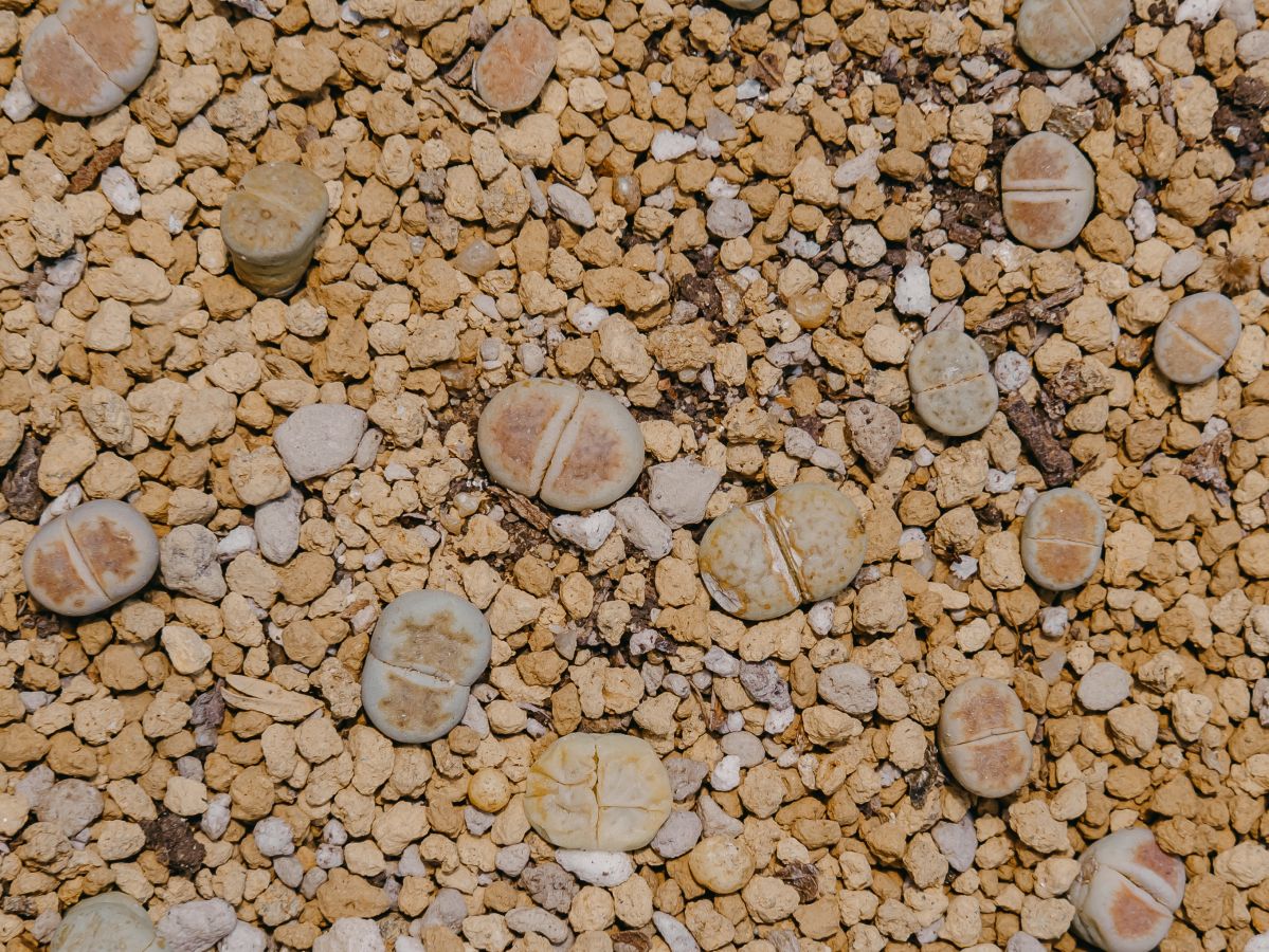 „Lebende Steine“ – ihre ungewöhnliche Erscheinungsform machen Pflanzen der Gattung Lithops als exotische Zimmerpflanzen äußerst beliebt. (Bildquelle: © iStock.com/PUGUN SJ)
