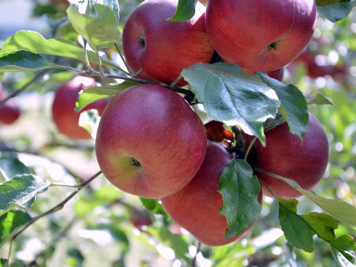Reife Äpfel am Baum: Der Phänotyp des Kulturapfels hat sich weit von seinen Urahnen entfernt. (Bildquelle: © Peggychoucair / Pixabay)