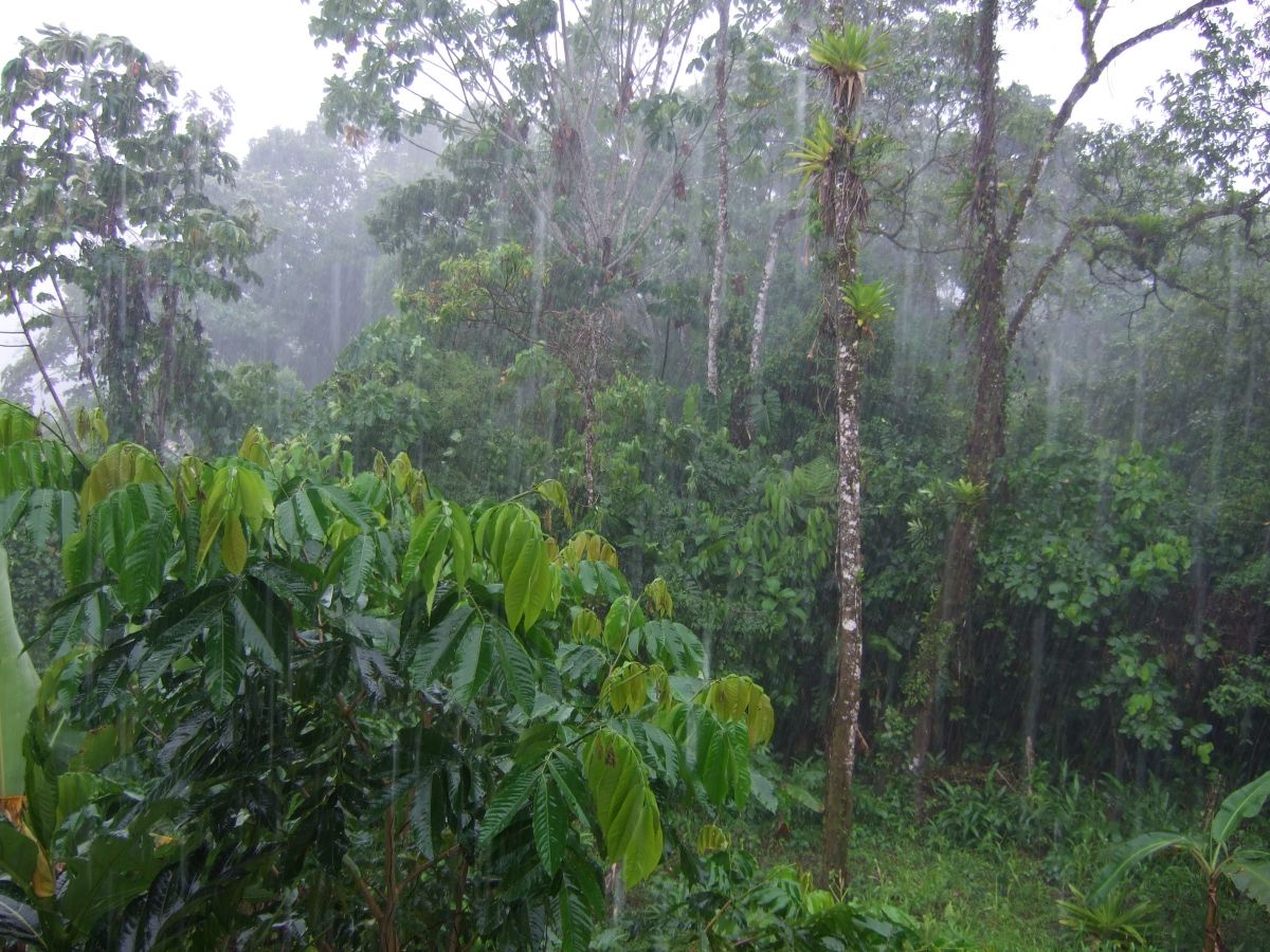 Ecuadorianischer Regenwald: Auf jedem Hektar wachsen hunderte verschiedener Baumarten. (Bildquelle: © Lion Hirth, gemeinfrei)