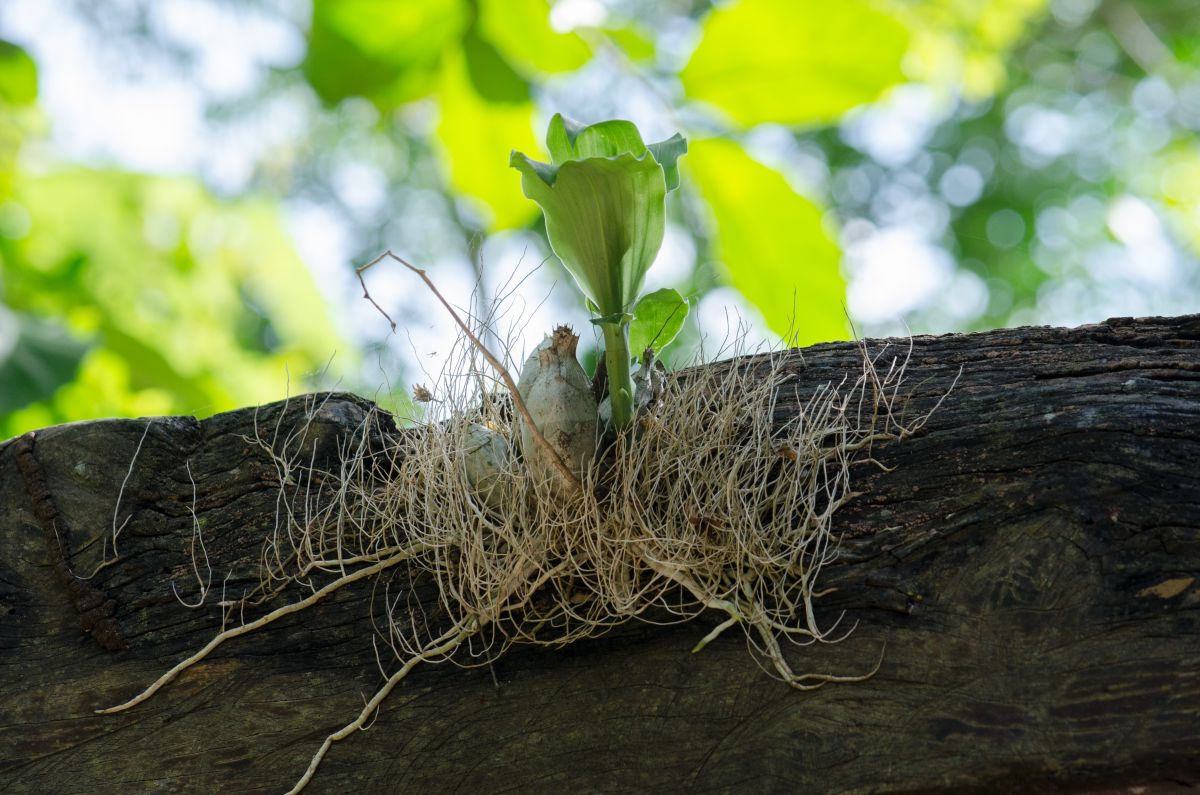Eine Fülle von Seitenwurzeln: Die regelmäßige Anlage wird durch eine Gruppe von Pflanzenhormonen (Auxine) bestimmt. (Bildquelle:© oscarwcastillo/Pixabay/CC0)