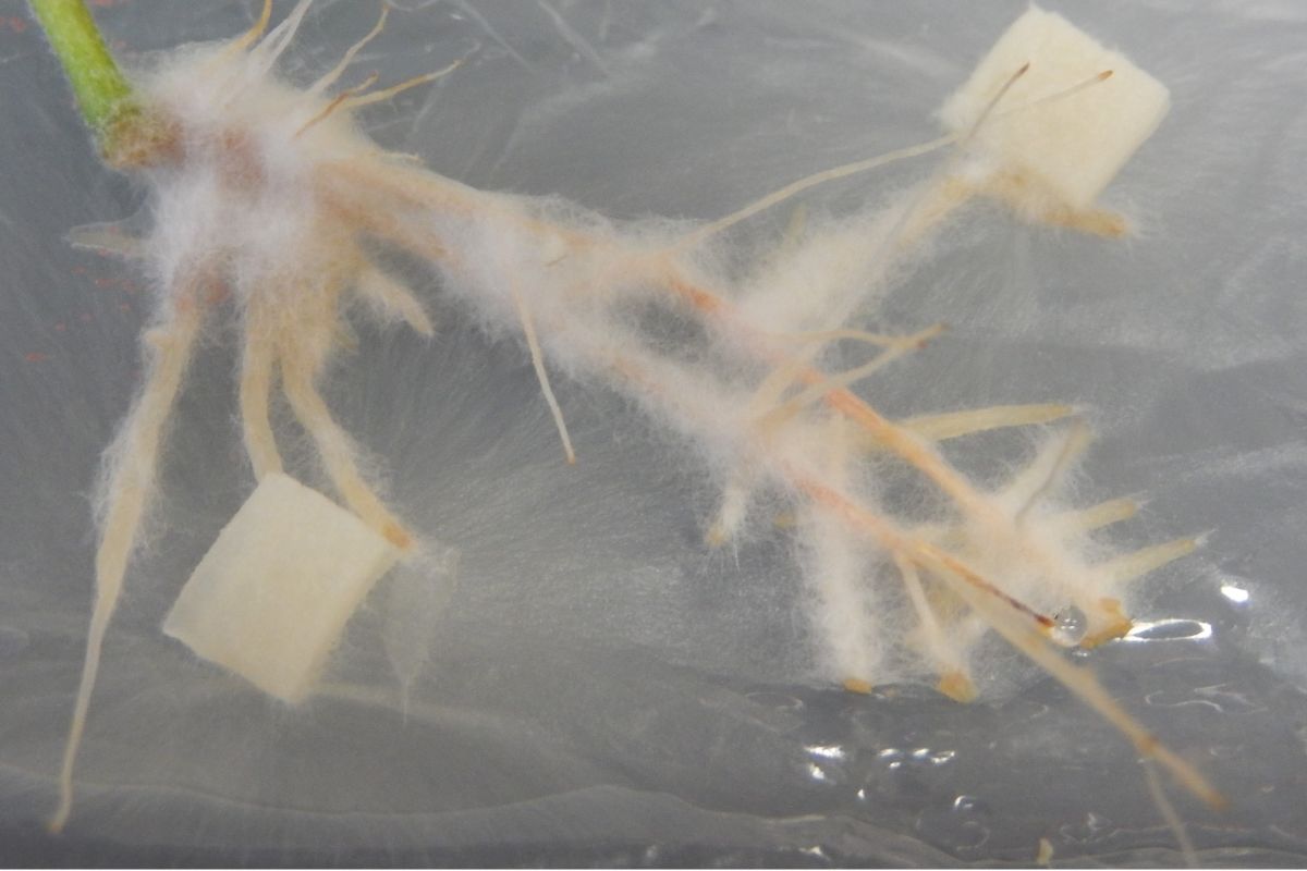 Symbiose im Labor: Hier sieht man die Kokultivierung des Ektomykorrhizapilzes Laccaria bicolor und Pappelwurzeln auf einem Nährmedium in Sterilkultur. Der Pilz wuchs auf der Platte als Myzel und wickelte sich dann um die Wurzeln.
