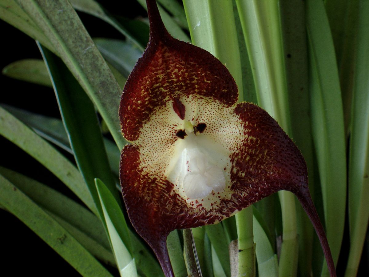 Die Blüten der Affen-Orchideen sind ein echter Hingucker. (Bildquelle: © Andreas Philipp / flickr / CC BY-NC-ND 2.0)