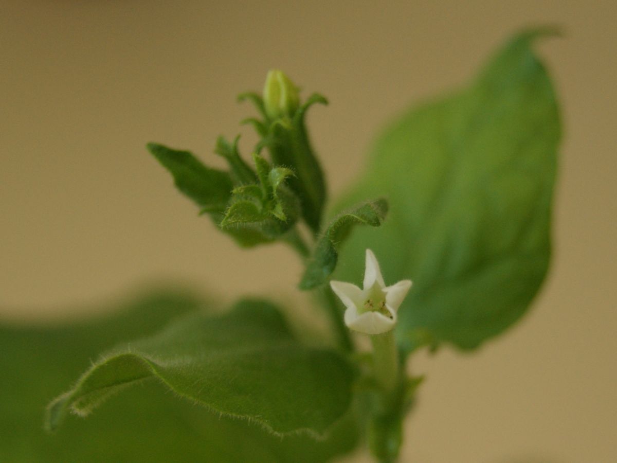 Die Tabakart Nicotiana benthamiana diente den ForscherInnen als Versuchspflanze.
