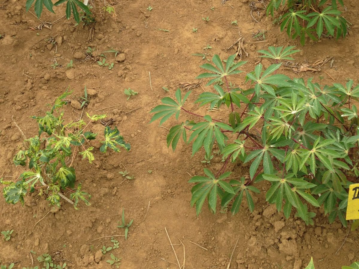 Links: Von DNA-​​Geminiviren befallene Maniokpflanze. Rechts: Gesunde Maniokpflanze.

