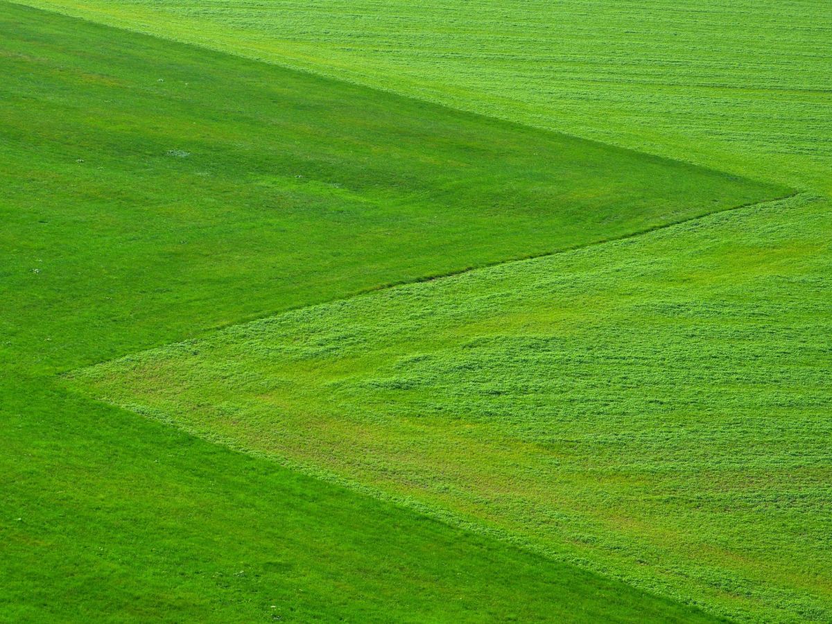 Heute sind die meisten Wiesen und Weiden saftig grün, aber zunehmend artenarm. (Bildquelle: © LoggaWiggler / Pixabay)