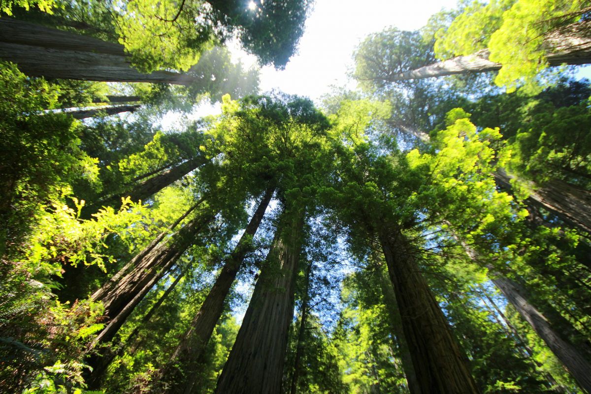 Der Stamm verleiht Bäumen nicht nur Stabilität, über ihn zirkulieren Wasser und Nährstoffe. (Bildquelle: © Kolibrik/Pixabay/CC0)