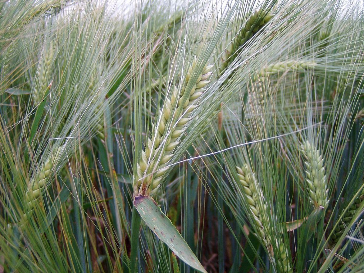 Ein Gersten-Gen lässt den Stärkeanteil der Reiskörner deutlich ansteigen.