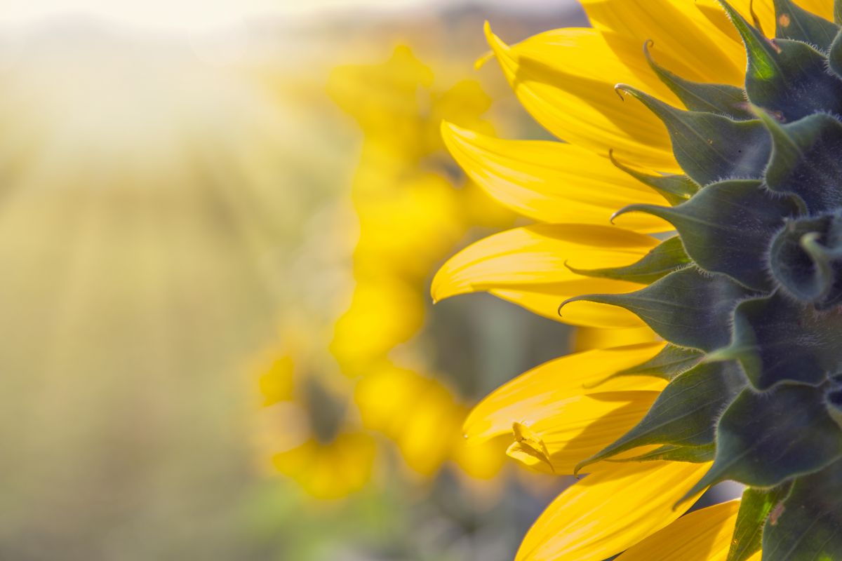Die Ausrichtung auf die Sonne verschafft jungen Sonnenblumen einen Wachstumsvorteil. (Bildquelle: © iStock.com/ your_photo)