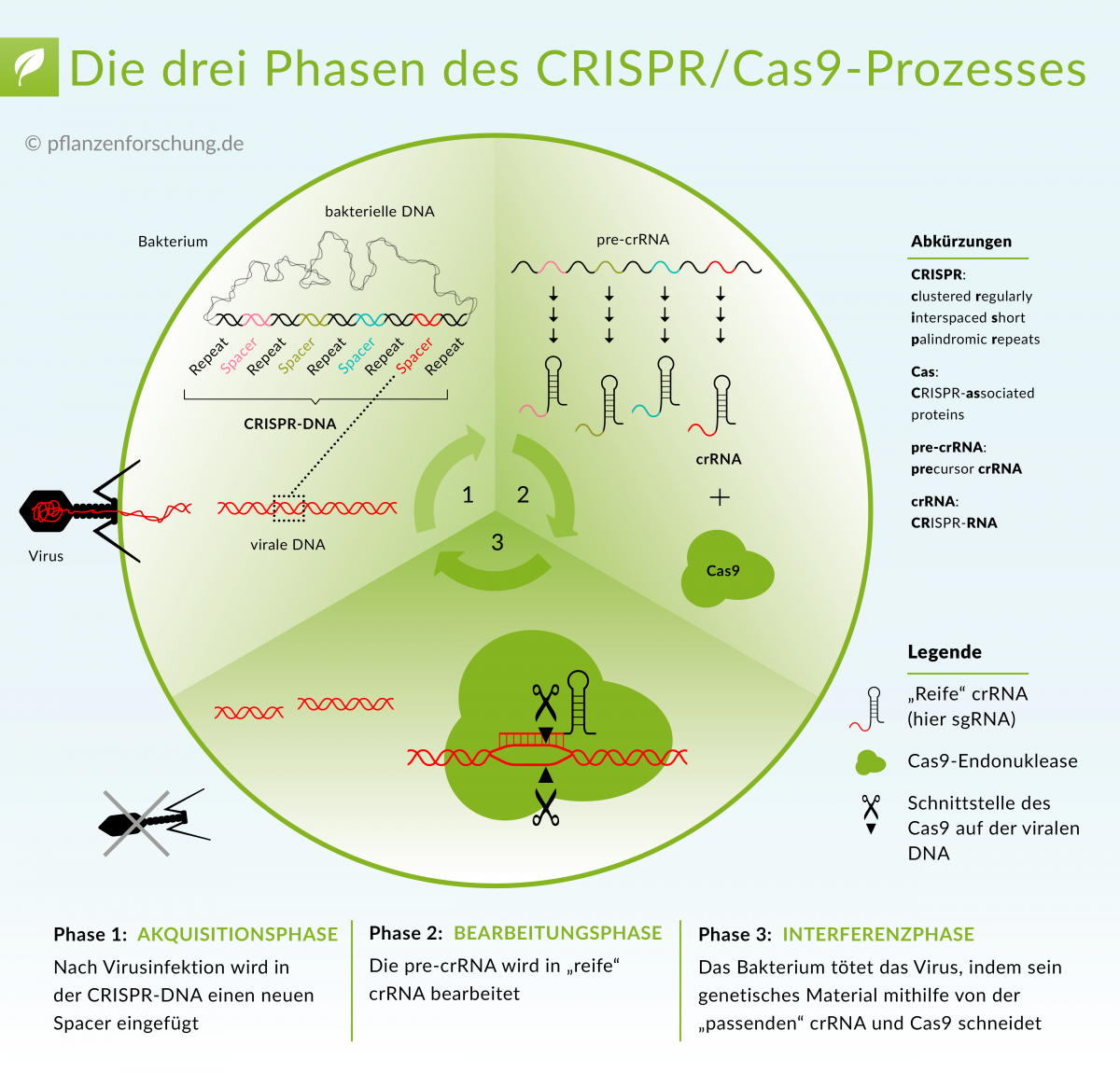 Die Funktionsweise des Typ II CRISPR/Cas-Systems. Der Ablauf des Prozesses erfolgt in drei Phasen: Akquisition eines neuen Distanzstückes, Bearbeitung der pre-crRNA in cr-RNA, Abbau der viralen DNA.
