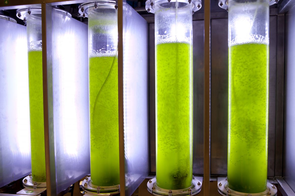 Algen wachsen bereits heute in sogenannten Bioreaktoren. Auch für Cyanobakterien sind solche Kulturen denkbar. Zuerst müsste jedoch die Ölmenge in den Bakterien erhöht werden. (Bildquelle: © iStock.com/phloxii)