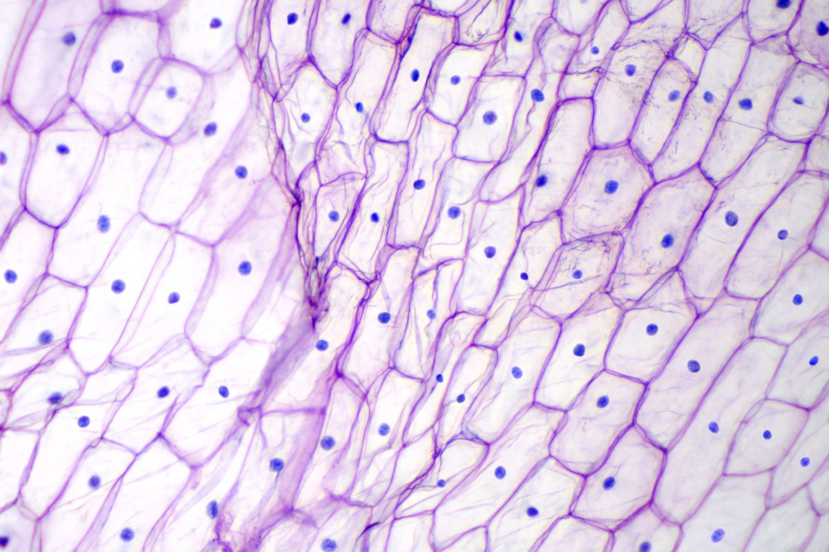 Jede Zelle innerhalb einer Pflanze besitzt grob gesagt die gleiche Erbinformation. Doch bei genauerem Hinsehen fällt auf, wie viele Unterschiede es zwischen den Zellen im Genom und im Epigenom gibt. (Bildquelle: © iStock.com/PeterHermesFurian)
