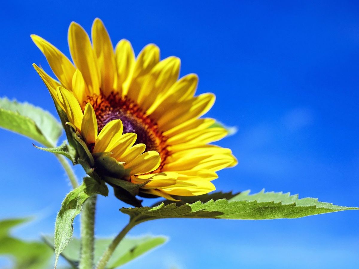 Die Blüten reifer Sonnenblumen blicken nach Osten, der Morgensonne entgegen. (Bildquelle: © Couleur/Pixabay)
