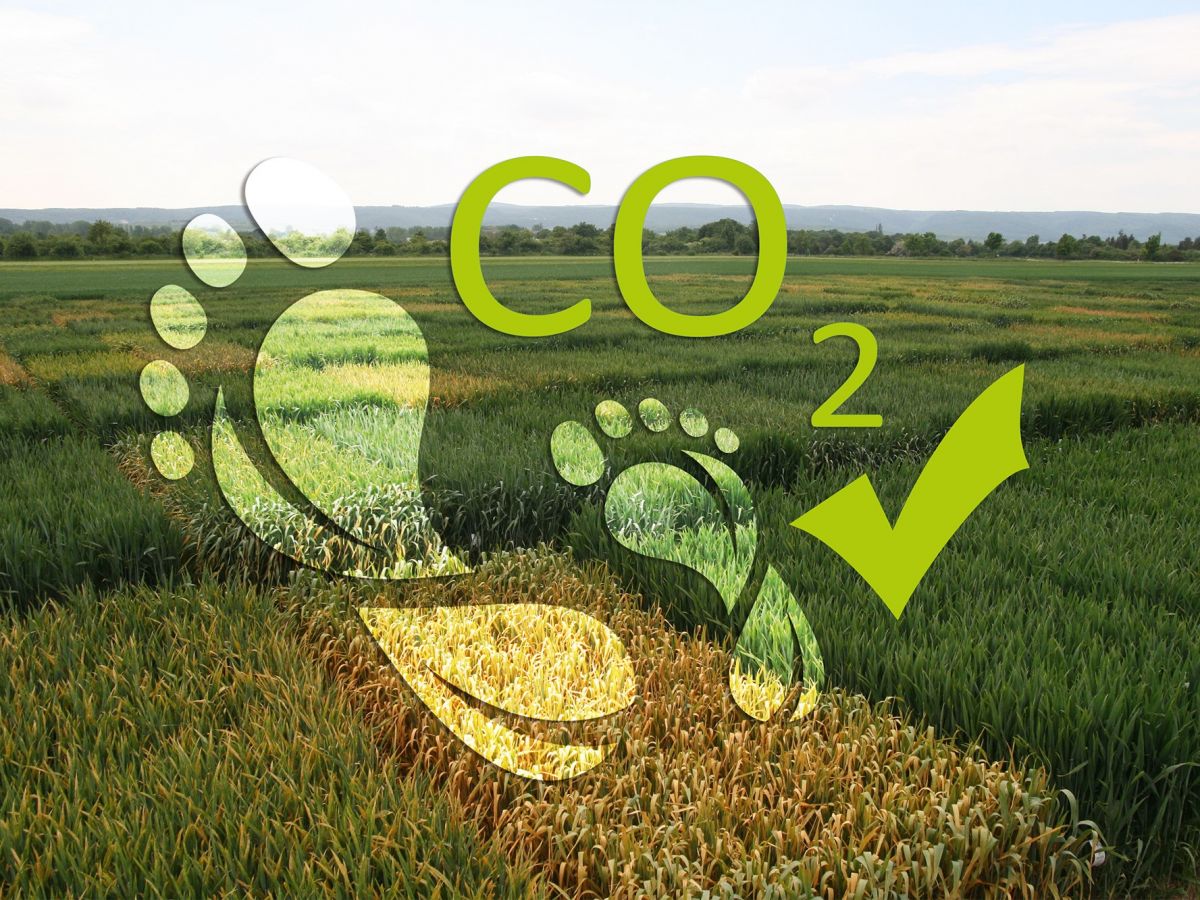 Versuchsparzellen mit Weizensorten: Der Züchtungsfortschritt trägt durch Reduktion des CO2-Fußabdrucks erheblich zum Klimaschutz bei. (Bildquelle: © Zetzsche & Wolck, Julius Kühn-Institut, JKI)