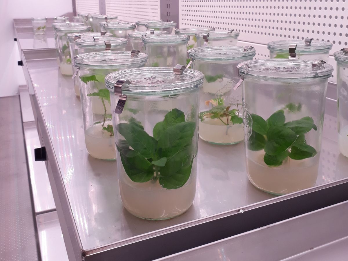 Sterile Tabakpflanzen in der Klimakammer. (Bildquelle: © Steffen Greiner (Universität Heidelberg, COS)